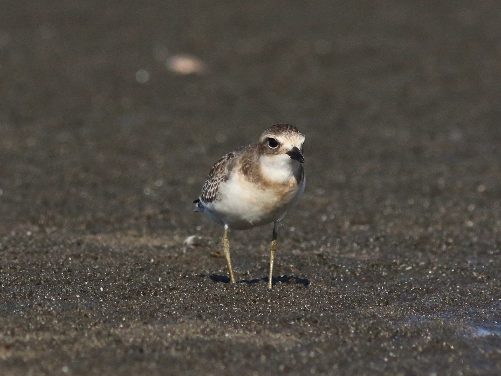 砂浜のメダイチドリ3